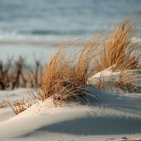 Sylter Strandszene, Sand, Strandhafer